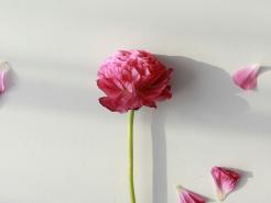 Florilegium Romanum- eine Blütenlese aus dem Römerbrief